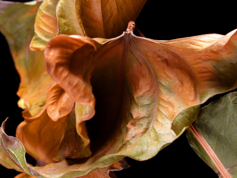 Dried Autumn leaves signifying dryness