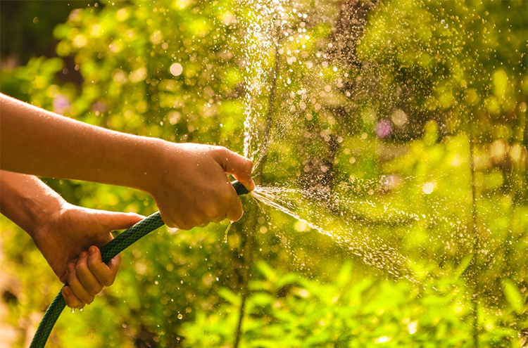 Woman hands hold hose with squirting water on the summer sunny green garden background